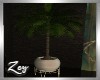 ZY; Potted Palm Plant