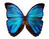 papillon bleu piercing