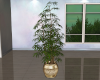 :: IONIAN PLANT ::