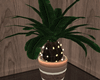 Cozy Potted Palm