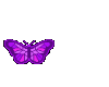 butterfly pink/purple