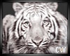 Tiger Picture Framed