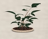 Plant 5 - cream pot