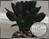 ~M~ | Raven Tulips 2