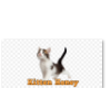 for KittenS