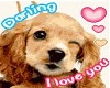 love darling cucciolino