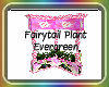 Fairytail plant Evergree