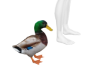 Mallard Duck Pet