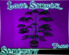 Love Struck S Plant