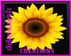 Sunflower's Belly Ring