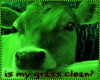 Toxic Cow