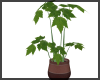 House Plant ~ Maple