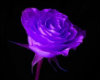 Purple Rose Swing