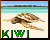 Sea turtle