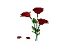 Red Rose w/o Vase