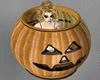Pumpkin Pouty Bucket