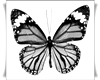 [Nre-r]Black Butterfly