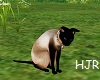 Dark Siamese cat