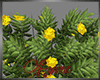 *A* YellowFlower bush