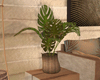 Pool Bungalow Plant