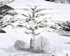 Winter Tree Set