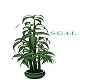 Tall Green Plant