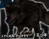 ! Brown Lycan Wolf Puppy