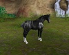 Black horse anim