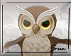 Pet  Owl