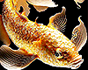(MD) Golden fish