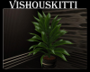 [VK] Winter 2 Bdr Plant1