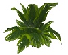 Tropical Plant 2