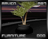 (m)Raven Potted Plant