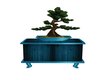Zen bonsai