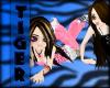 tiger and sammie23324234