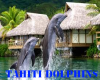 Tahiti Dolphins