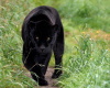 HS Panther Walk