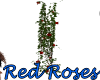 *S* Red Roses on Vine