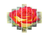 Derivable rose schildrij