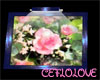 pictures rose