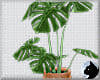 !Monstera Plant