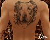 Pitbull *Back*