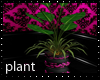 Pink Passionate plant