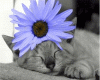 Flowercat