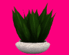 Pearl Potted Plant 3