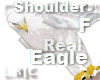 R|C Eagle White F