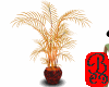 Fire Palm
