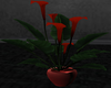 Elite Cala Plant