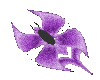 Purple Fantasy Butterfly