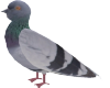 party rock- pigeon